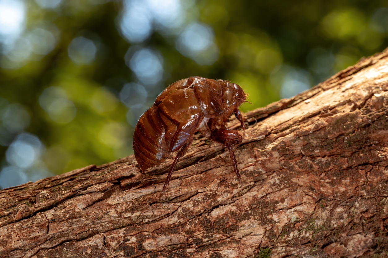 Exuvia of Typical Cicada