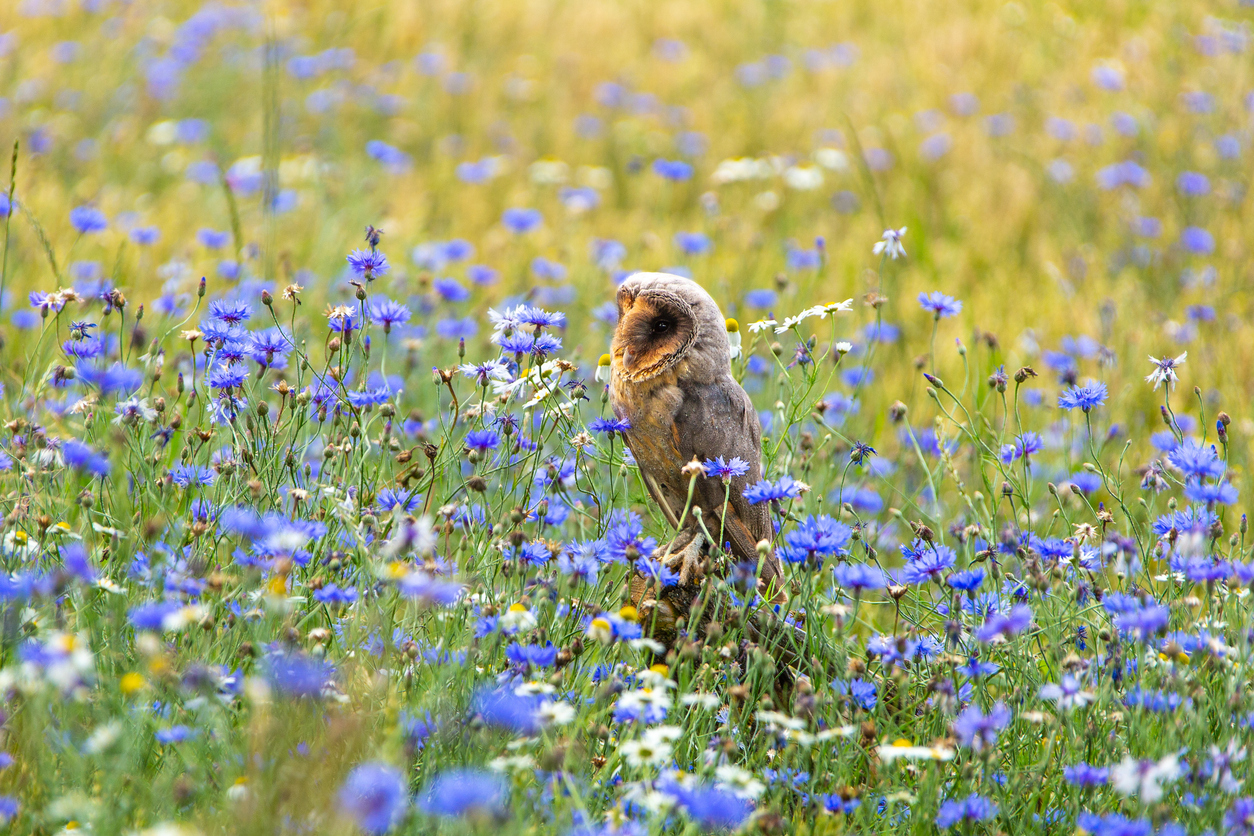 Barn owl sits in cornfield between blue cornflowers