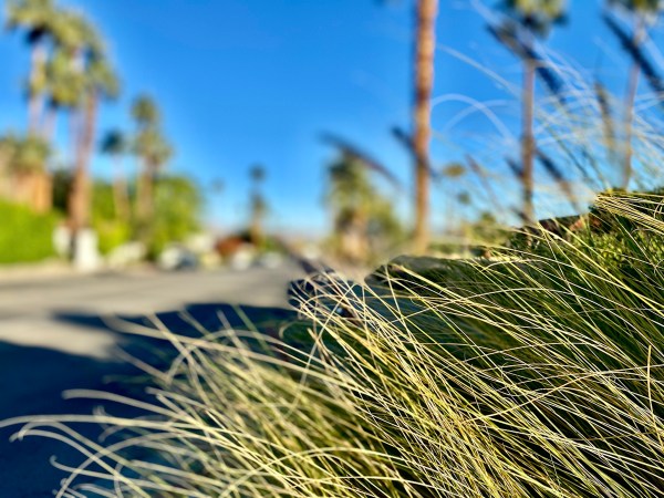 Could a Ban on Ornamental Grasses Aid Water Conservation?