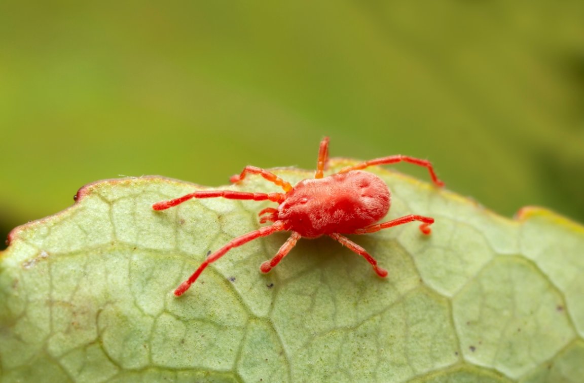 How to Get Rid of Chiggers and Stop Itchy Skin for Good