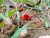 Red chigger bug crawling between grass