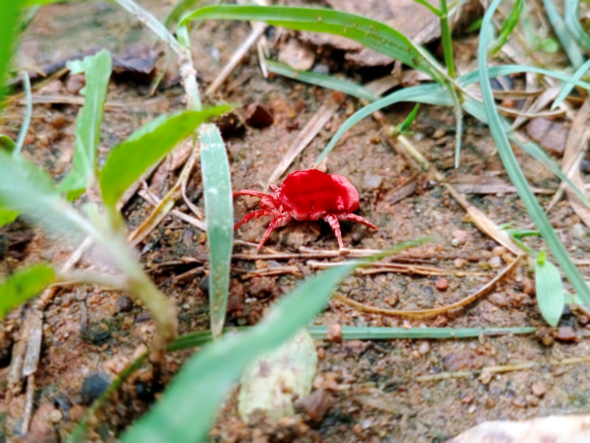 Red chigger bug crawling between grass