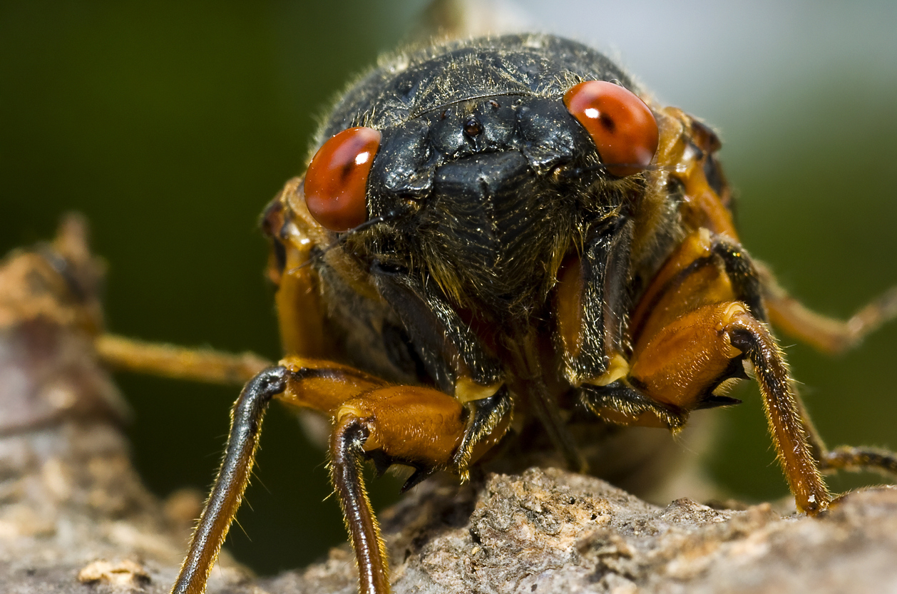 Cicada (Brood X) - Several hours after shedding it's skin, a cicada waits for it's shell to harden on a tree branch