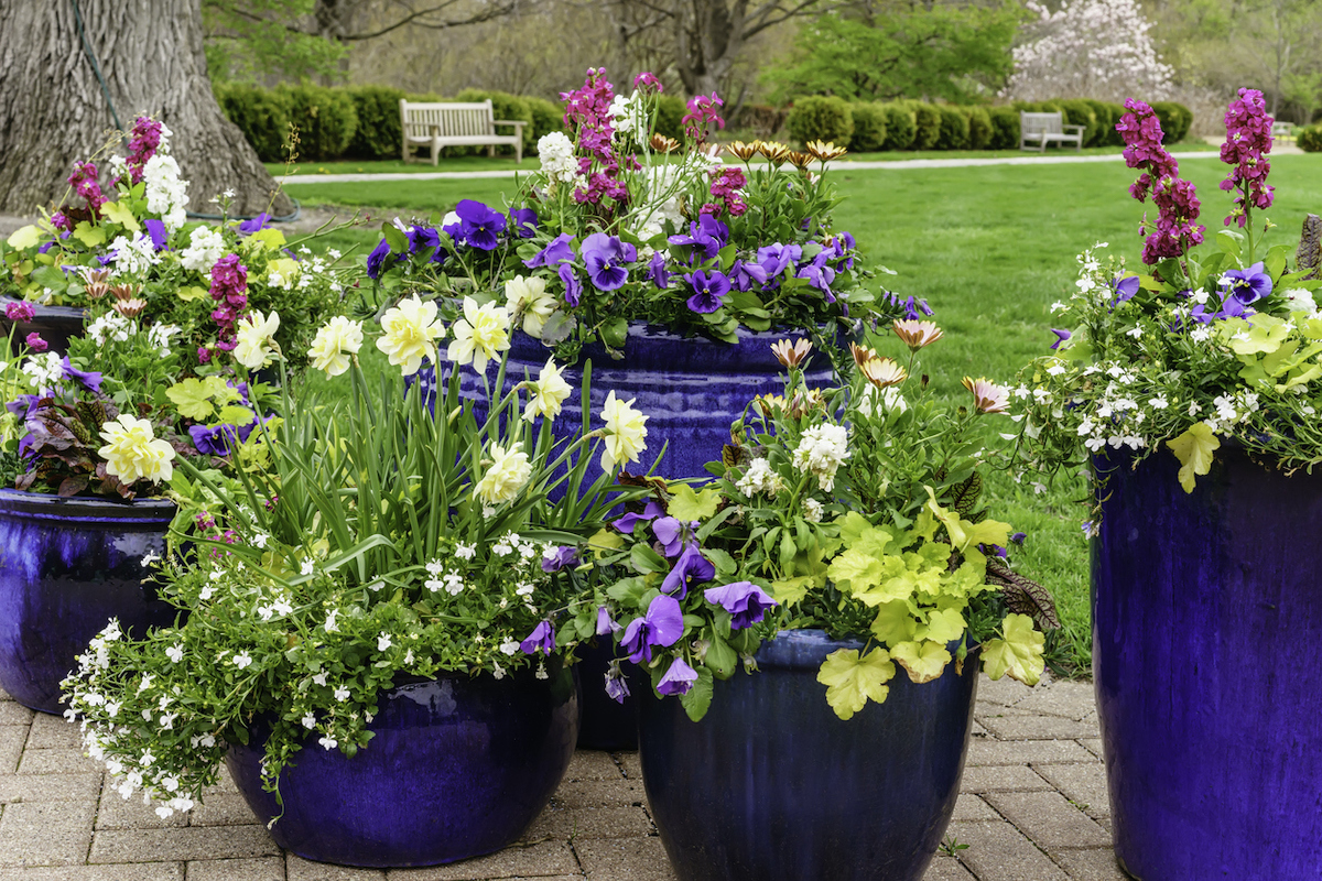 container garden combos for attracting pollinators