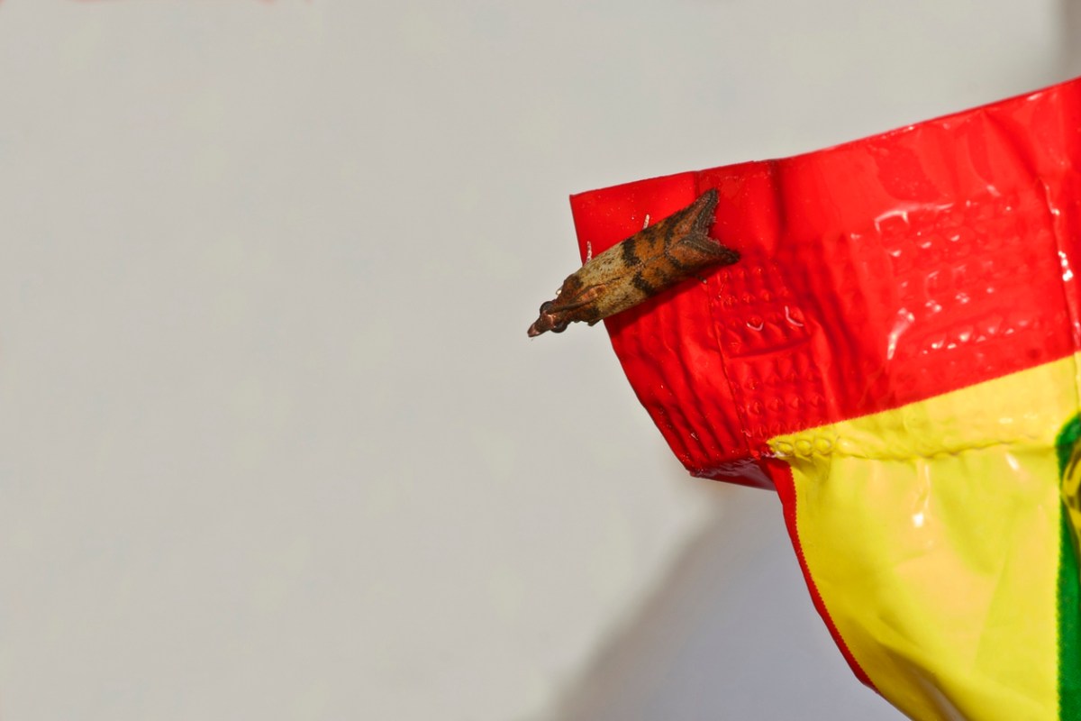 An Indian Meal Moth sitting on food packaging.