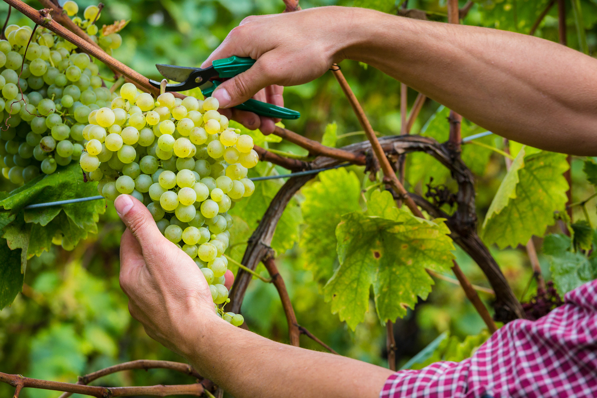 how to grow grapes