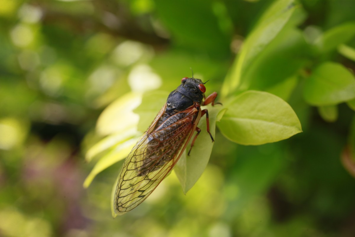 A cicada rests in the leaves of a bush after emerging from its shell. Early Brood X Cicadas have emerged 4 years early May 25, 2017 in Bloomington, Indiana. The insects, which have a 17 year cycle, were not due to eme