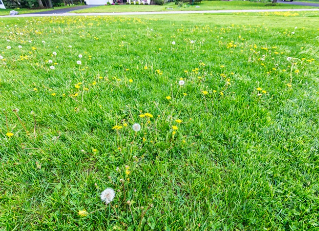 Green lawn with some dandelions growing.