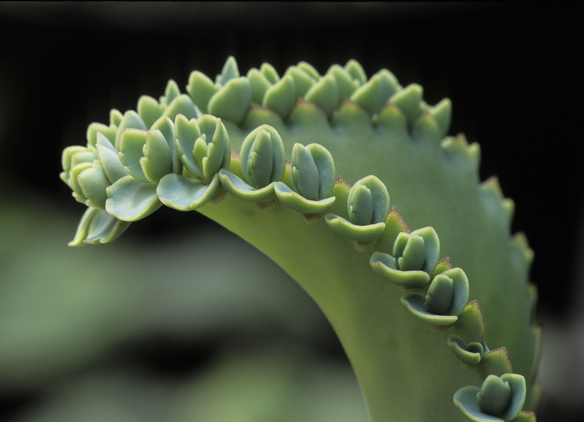 Mother-of-Thousands, Kalanchoe daigremontiana.