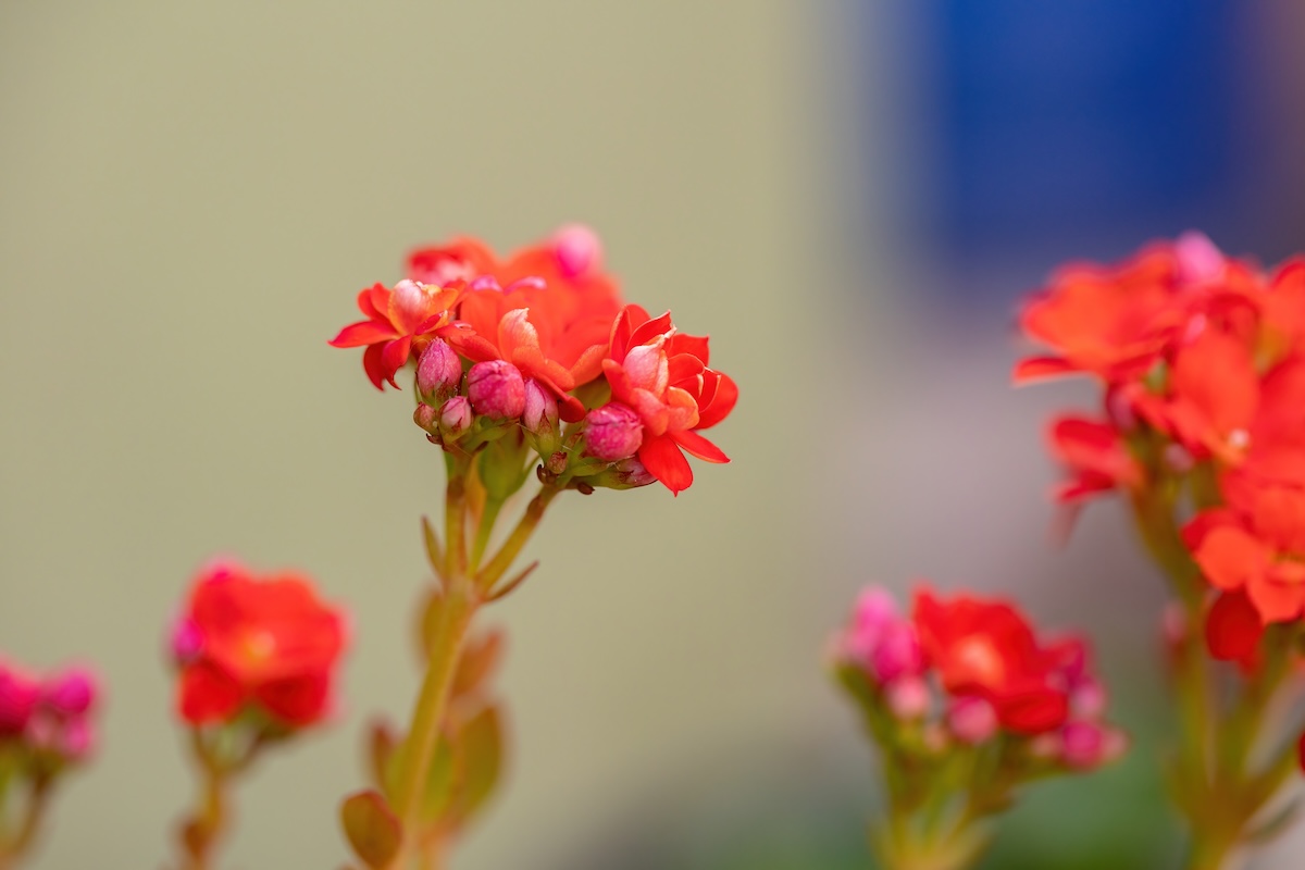 Flaming Katy red flower of the species Kalanchoe blossfeldiana.