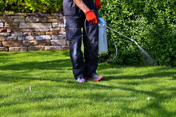 Man from waist down using a pump sprayer to apply herbicide to a yard.