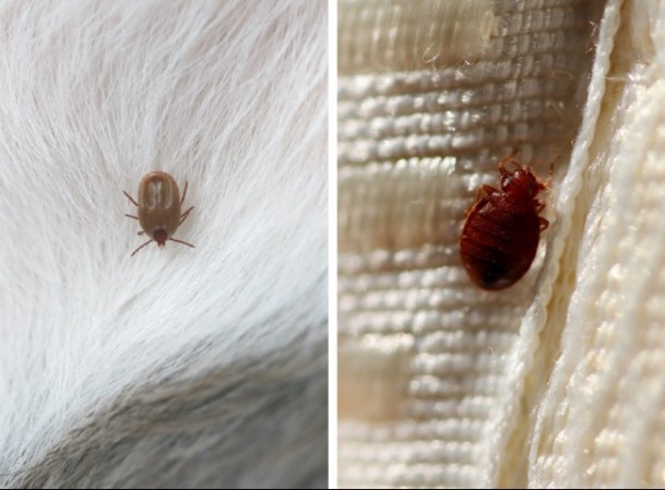 Tick vs. Bed Bug: How to Tell the Difference Between These Notorious Pests