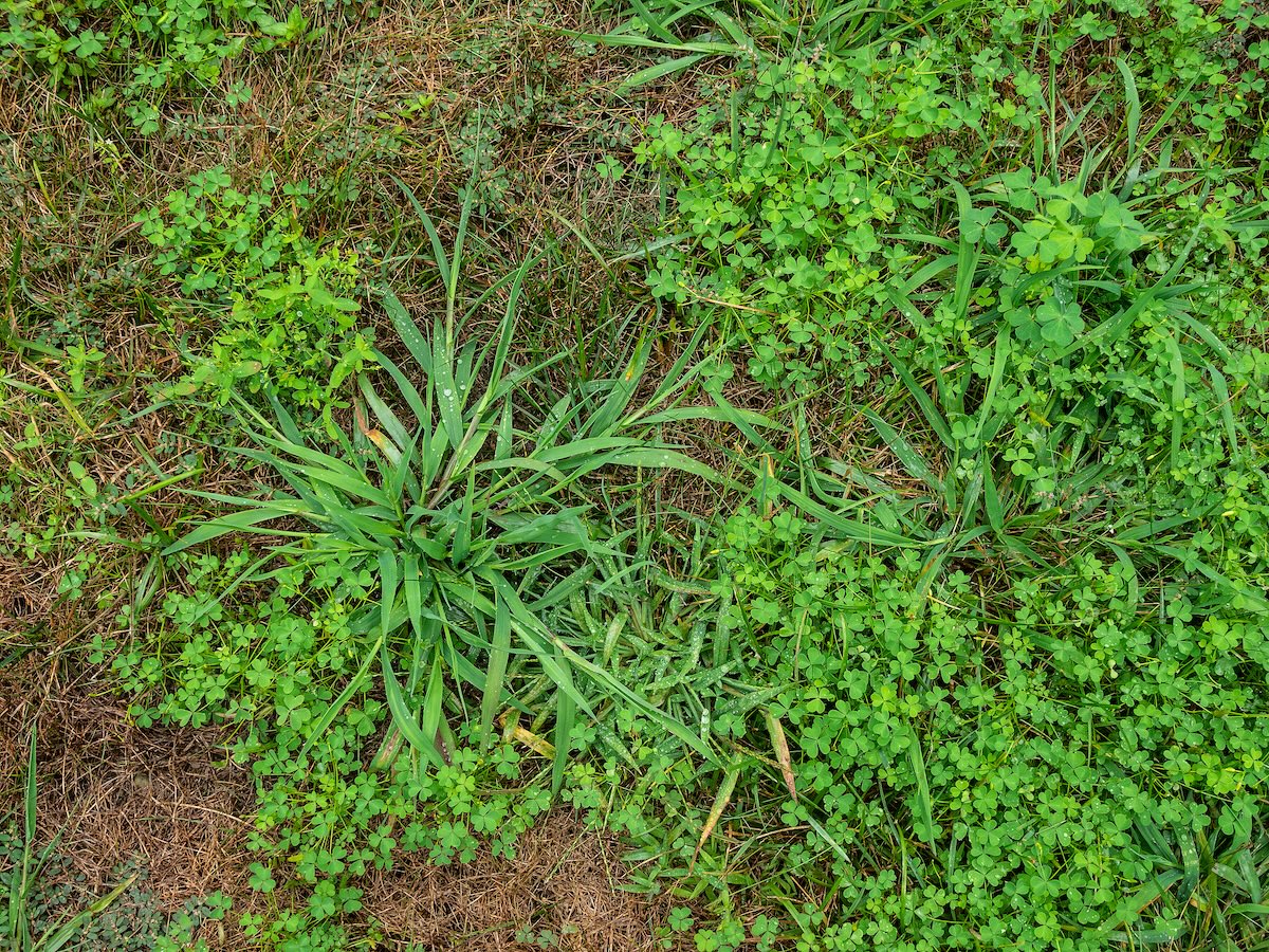 Crab grass and clover weeds in a yard.