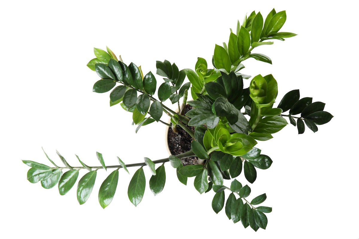 Birds' eye view of a ZZ plant on a white background.