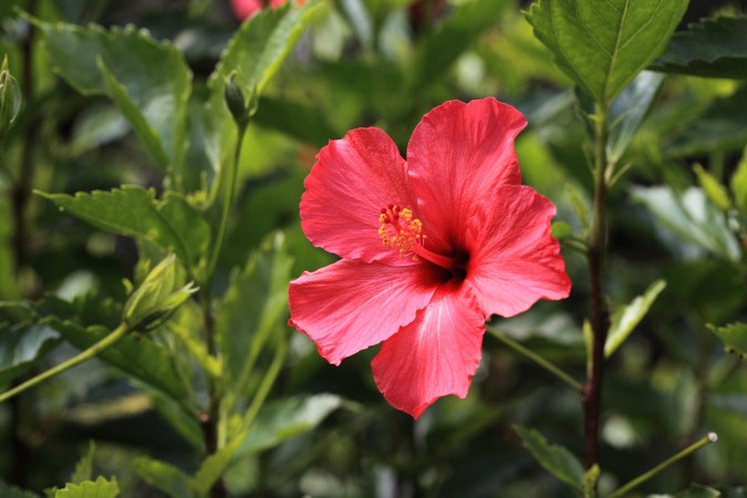 The Best Fertilizers for Hibiscus Plants