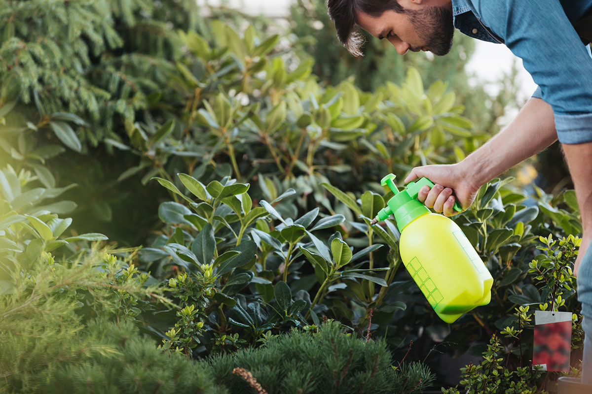 Does Vinegar Kill Weeds Spray Your Weeds