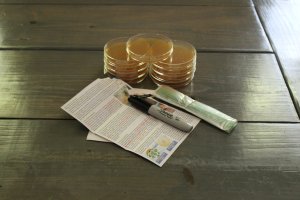 Evviva Sciences Mold Test Kit