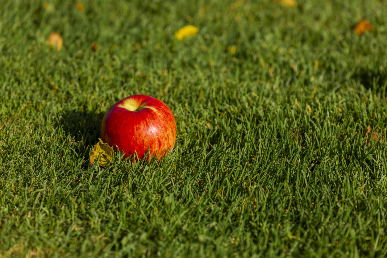 An apple sits on some grass.