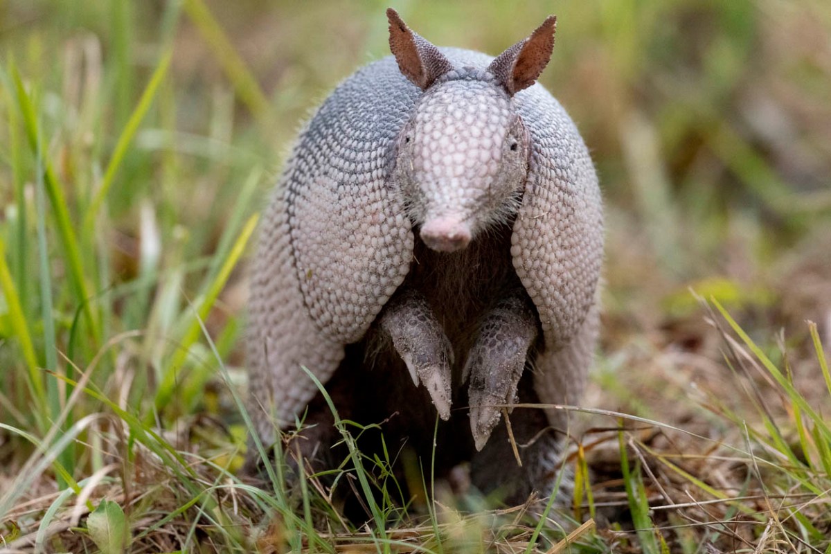 A close up of an armadillo in a field.