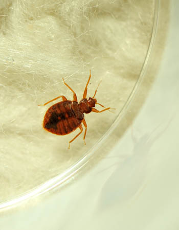 How to Get Rid of Bed Bugs Before You Begin