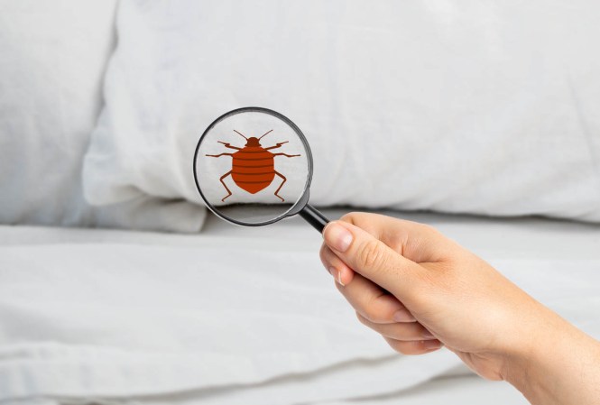Are You Safe from Bedbugs?