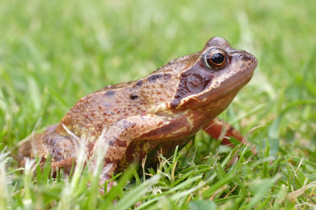 How To Get Rid of Frogs In The Garden (Homeowner's Guide) - Bob Vila