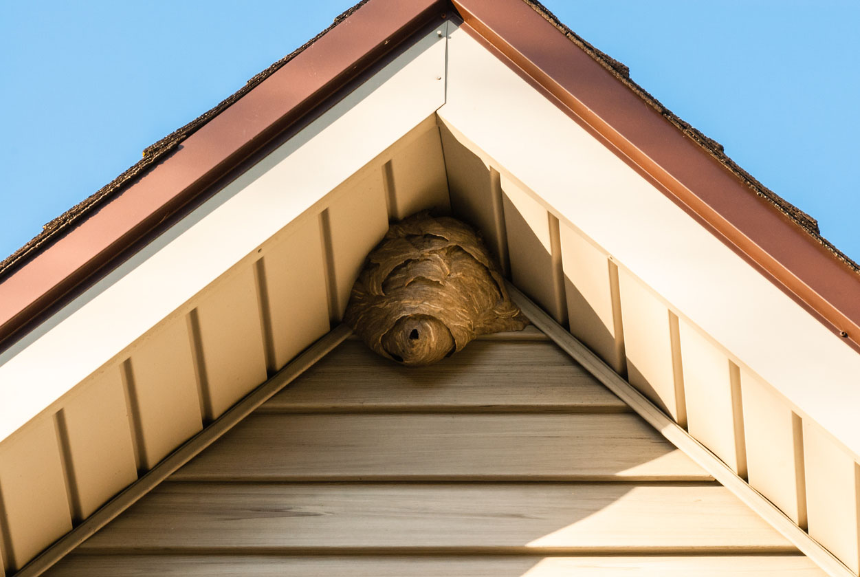 How to Get Rid of Hornets Identify the Nest