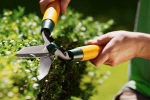 How to Get Rid of Hornets Maintain Neat Landscaping