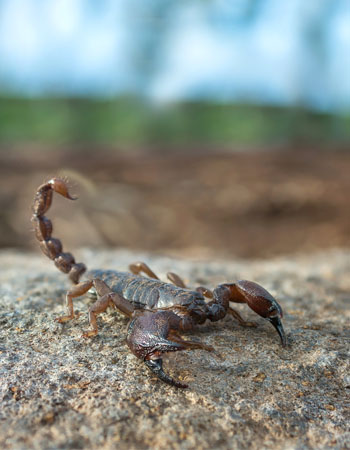 How to Get Rid of Scorpions Before You Begin