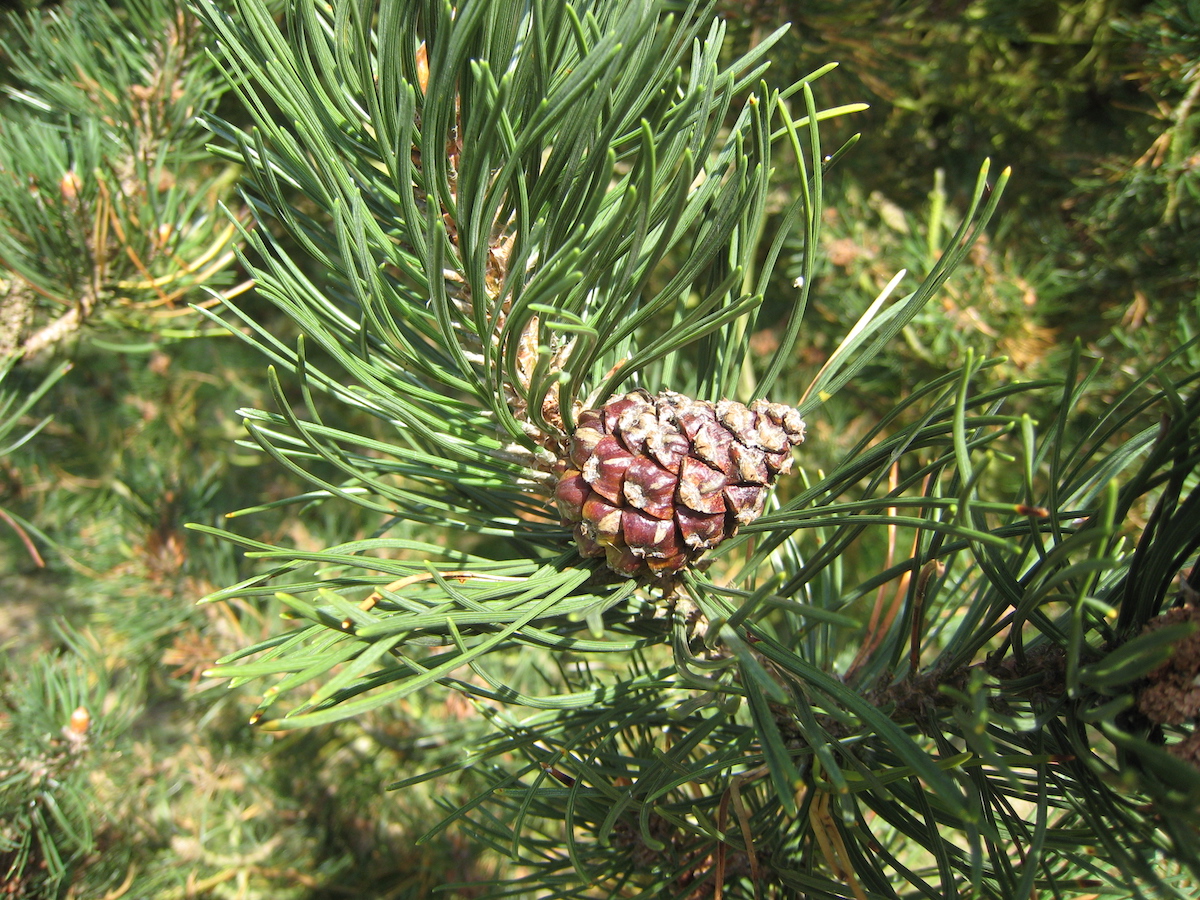 swiss mountain pine tree