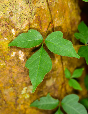 Poison Ivy vs. Poison Oak Poison Ivy Grows as a Vine