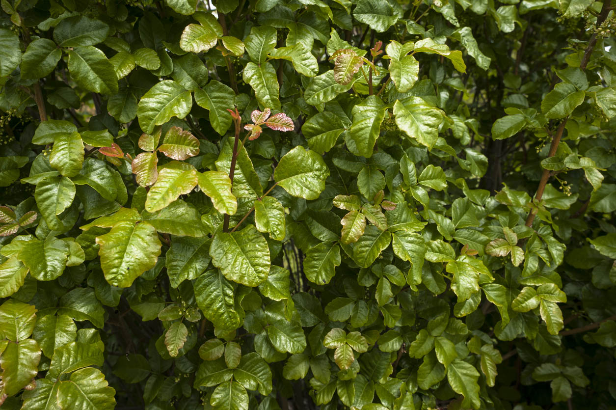 Poison Ivy vs. Poison Oak Poison Oak Has Shiny Green Leaves