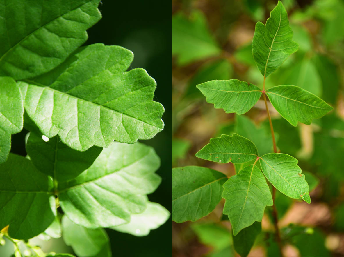 Poison Ivy vs. Poison Oak