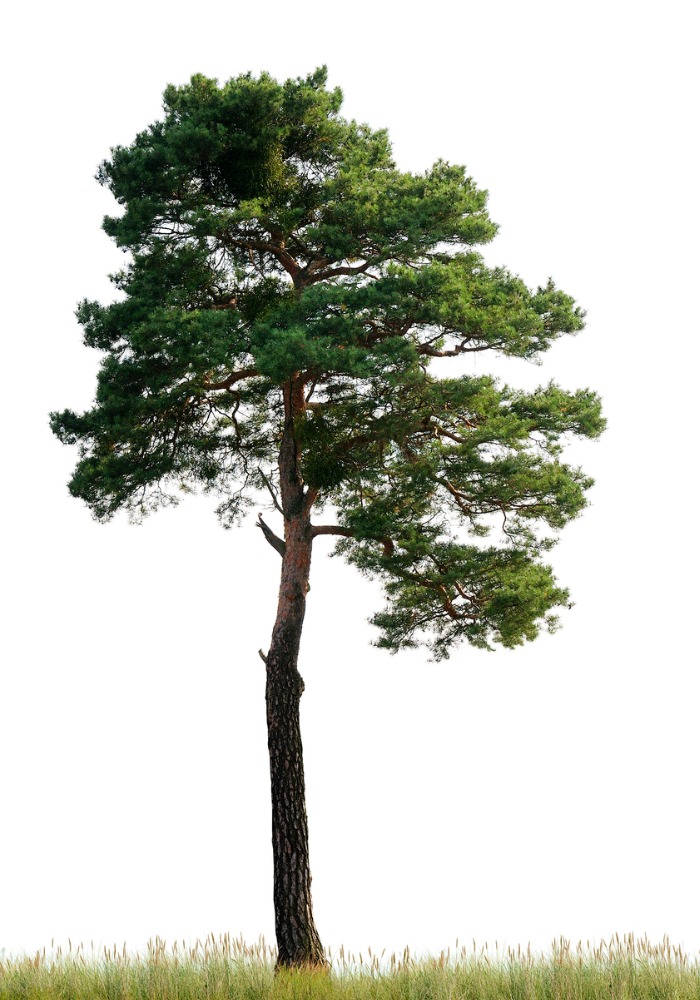 types of pine trees
