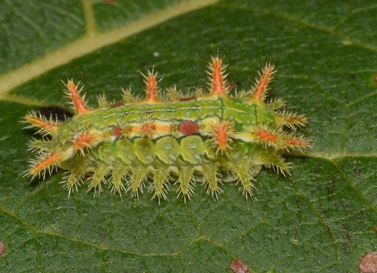 8 Stinging Caterpillars All Home Gardeners Should Be Aware Of - Bob Vila