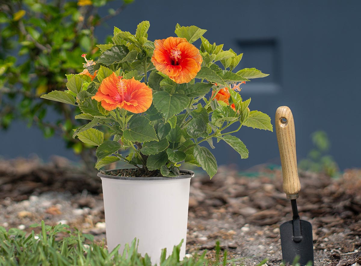 The Best Places to Buy Outdoor Plants Online Costa Farms