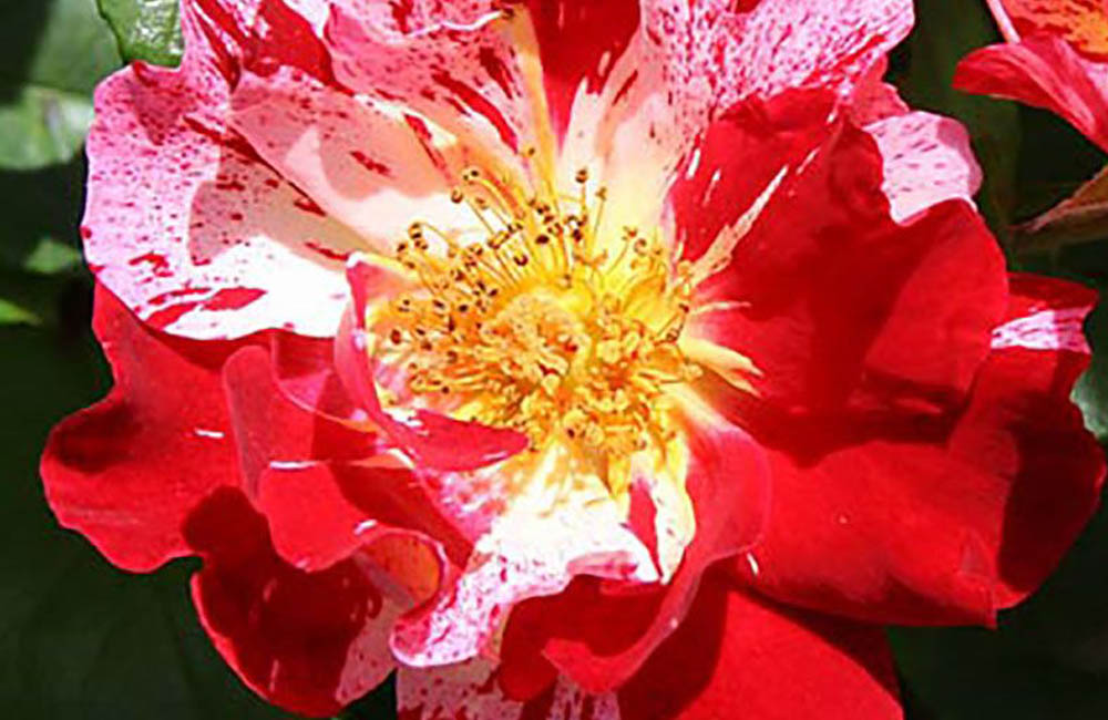 The Best Places to Buy Outdoor Plants Online Option: Heirloom Roses