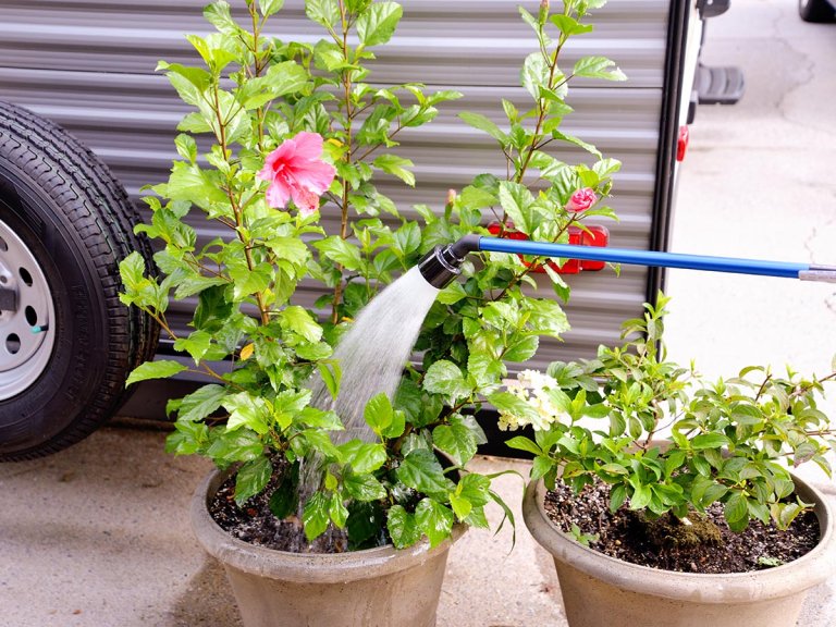 The Best Watering Wand Options