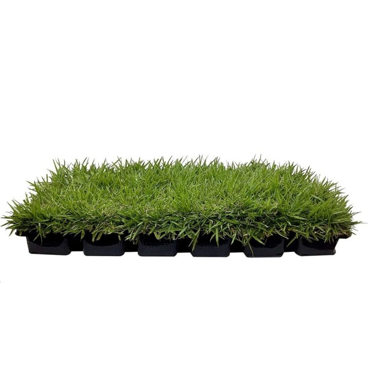  The Best Grass For Sandy Soil Option: Florida Foliage Zoysia Sod Plugs - 3" x 3" Plugs