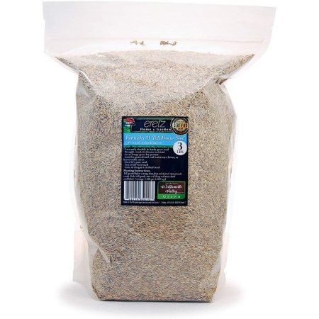  The Best Grass For Sandy Soil Option: Kentucky 31 K31 Tall Fescue Grass Seed by Eretz