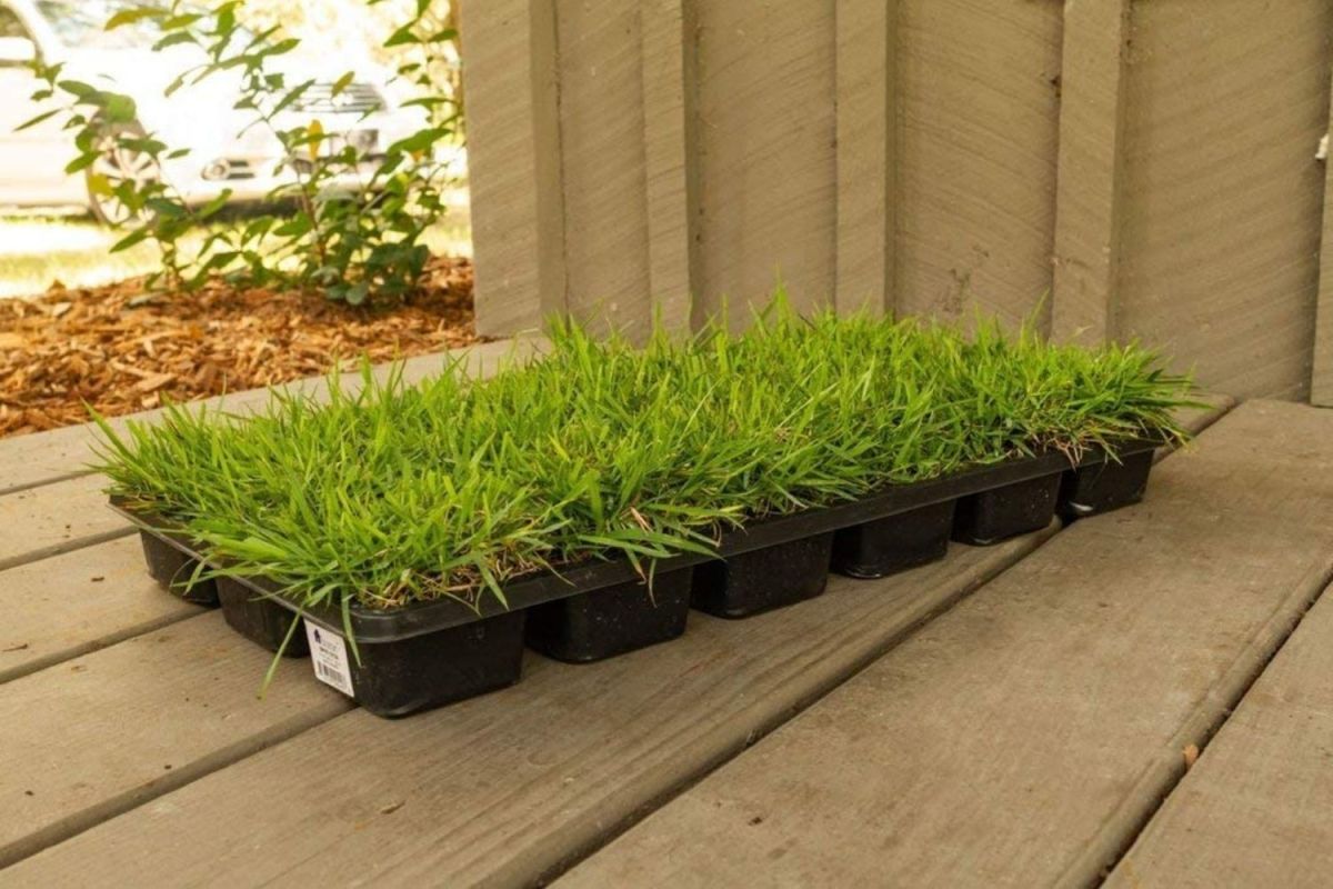 The Best Grass For Sandy Soil Options
