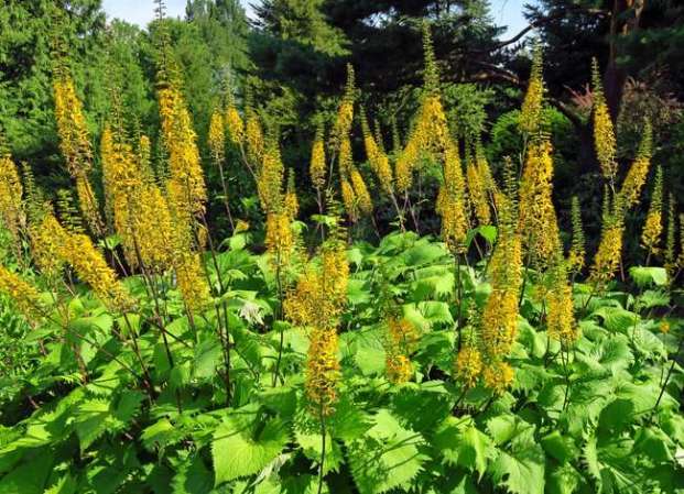 10 Tall Plants for an Interesting Landscape