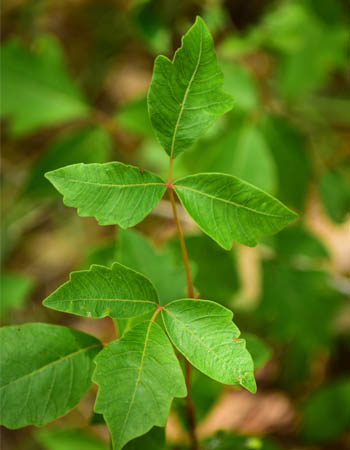 What Does Poison Ivy Look Like It Has Three Leaves