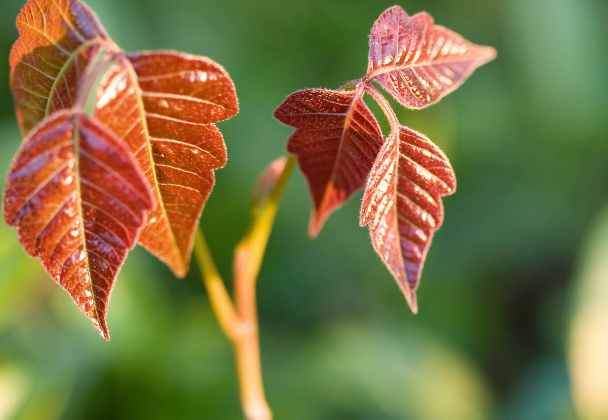 What Does Poison Ivy Look Like Older Leaves Change Color