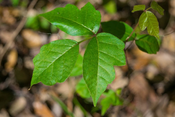 What Does Poison Ivy Look Like?