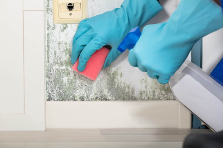 What Really Kills Mold In The Home Once It's Identified? Bob Vila
