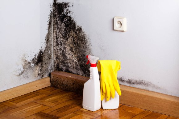 What Does Black Mold Look Like? A Guide to Testing and Treating Black ...