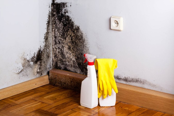 What’s the Difference? Mold vs. Mildew