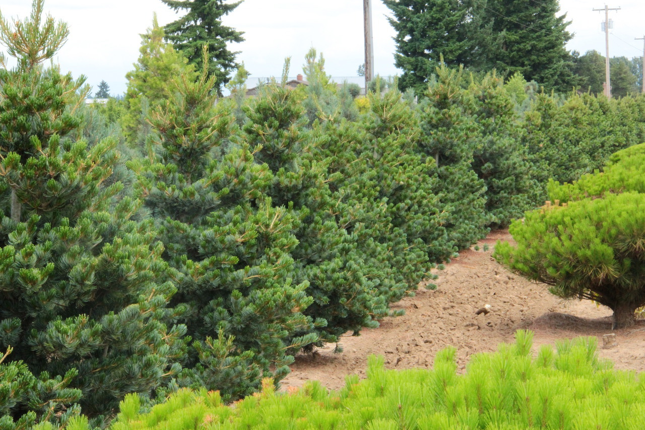 types of pine trees - japanese white pine