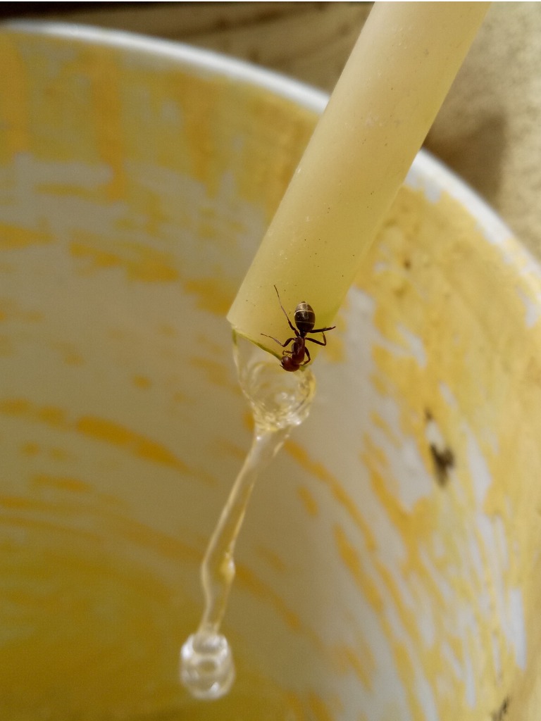 ant-is-drinking-water-picture-id1252912514